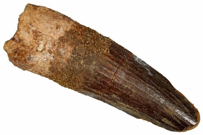 Fossil Spinosaurus Tooth - Feeding Worn Tip #350083